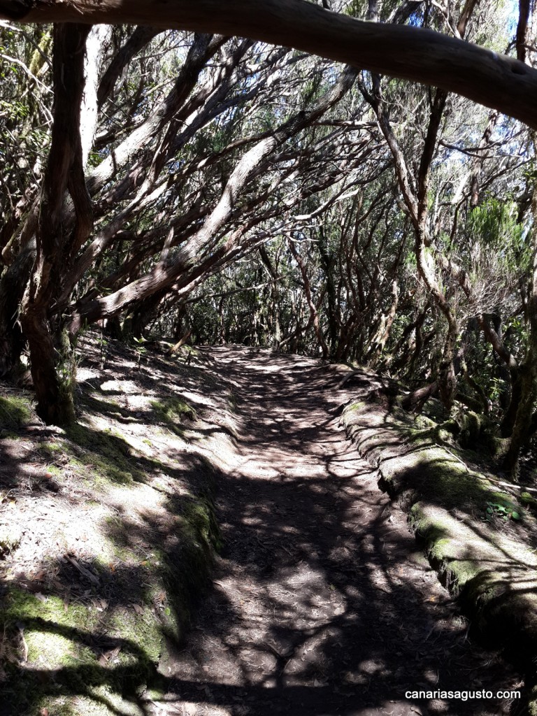 El Bosque Encantado, Anaga, Tenerife canariasagusto la vida en las