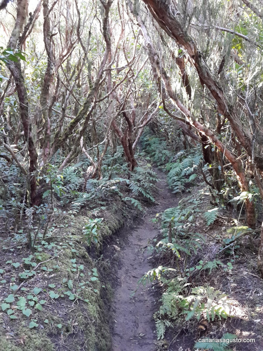 El Bosque Encantado, Anaga, Tenerife canariasagusto la vida en las