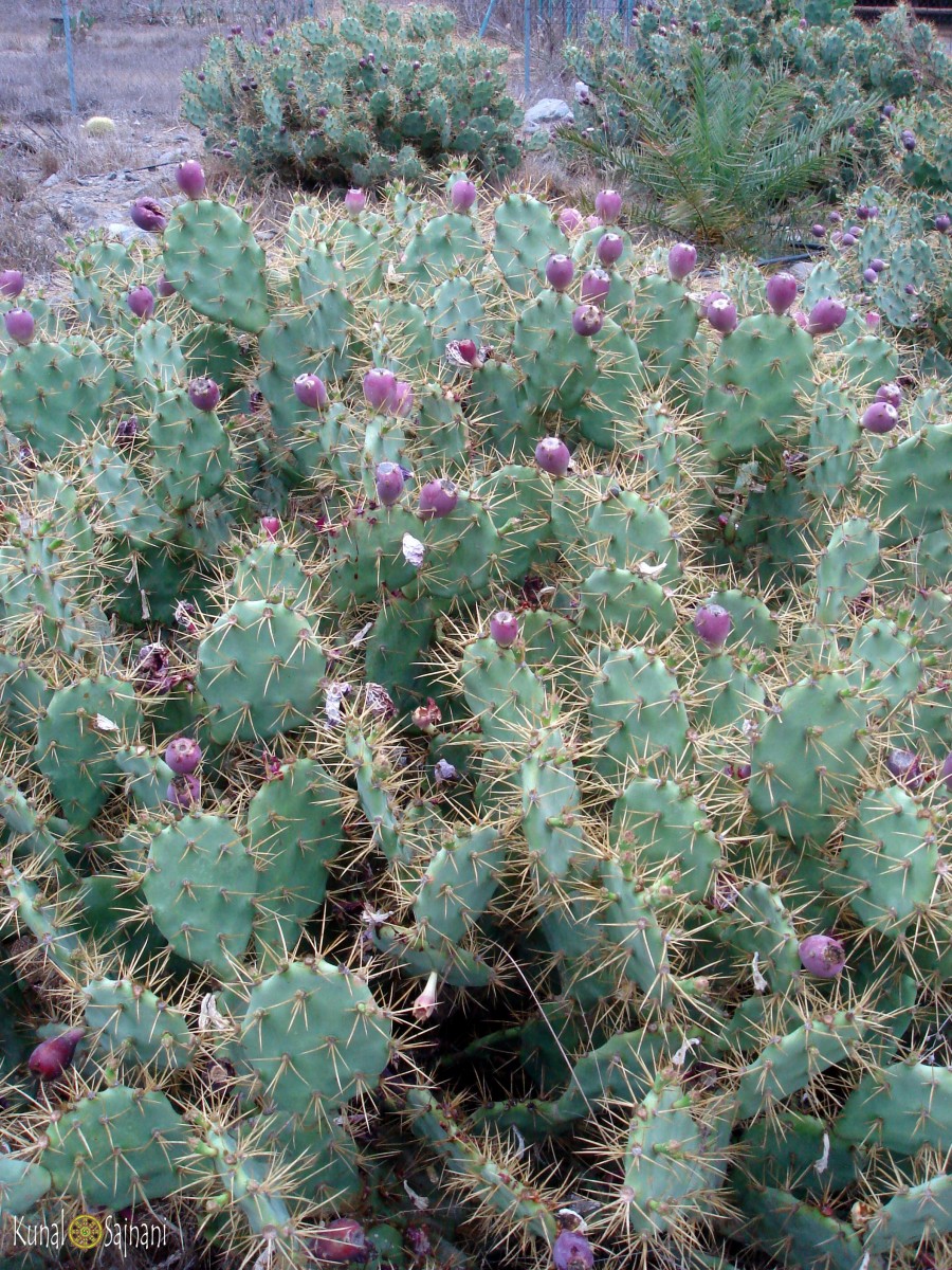 cactus tuno indio