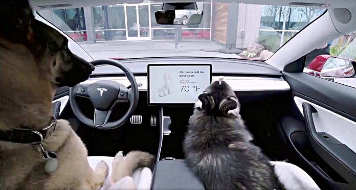 tesla-dog-mode-feature tesla-dog-mode-feature