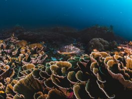 corals and sponges around a thriving tropical coral reef