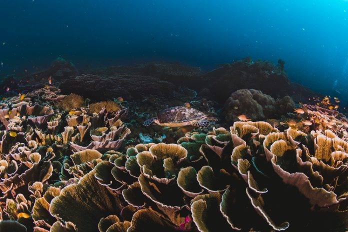 corals and sponges around a thriving tropical coral reef corals and sponges around a thriving tropical coral reef