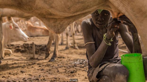 sudanes ordeñando vaca