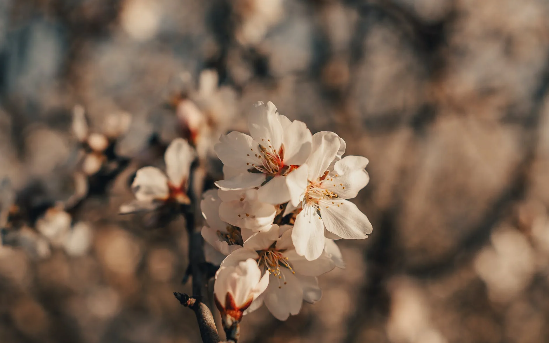 blooming almond tree in spring garden