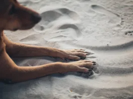 photo of dog laying on sand