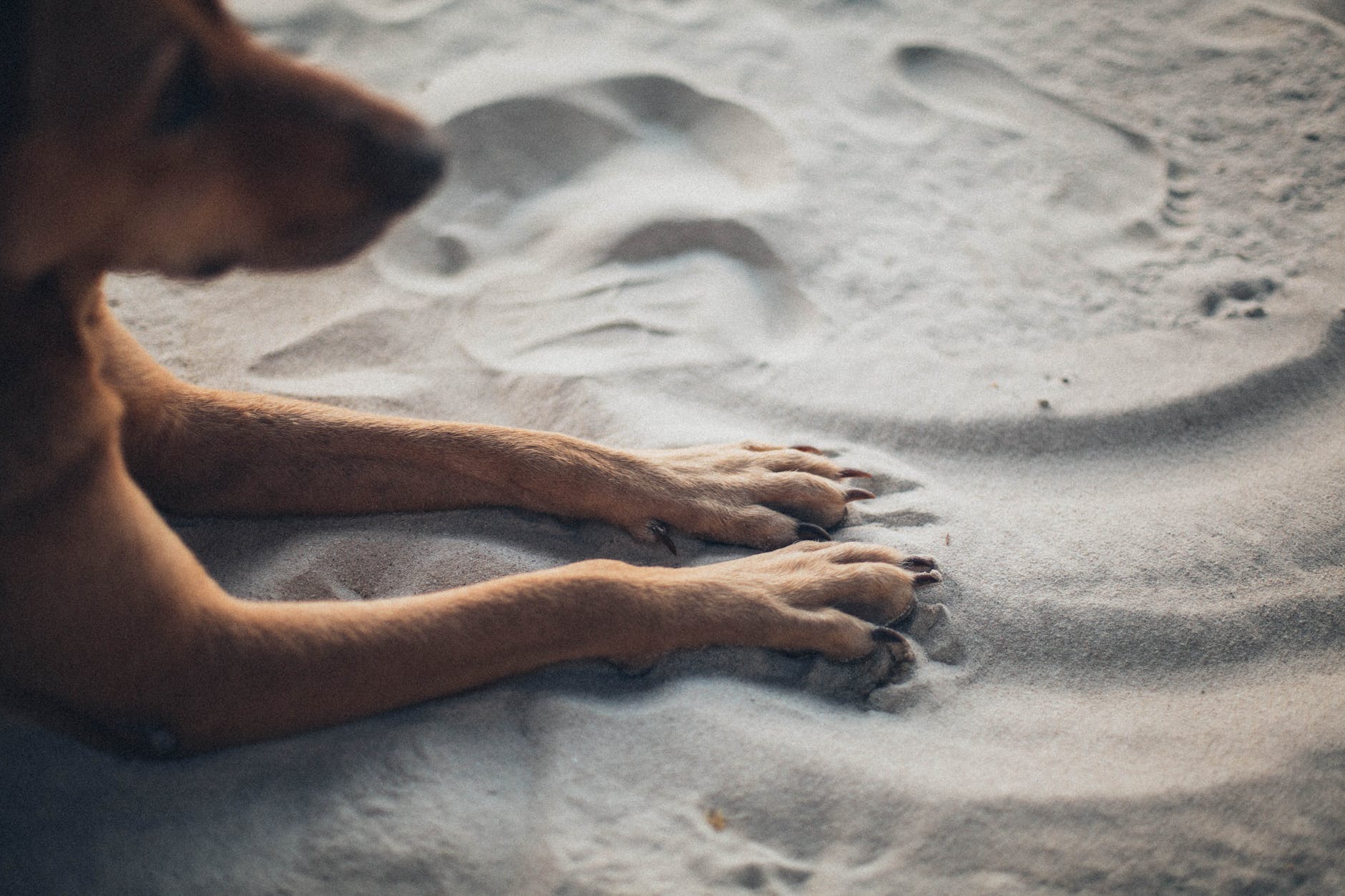 photo of dog laying on sand